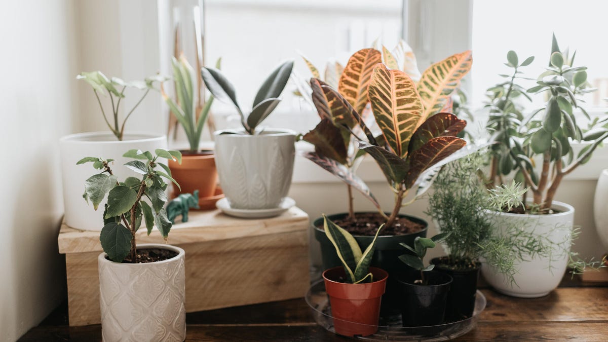 Embrace indoor greenery that serves to beautify your space and naturally ward off pests.