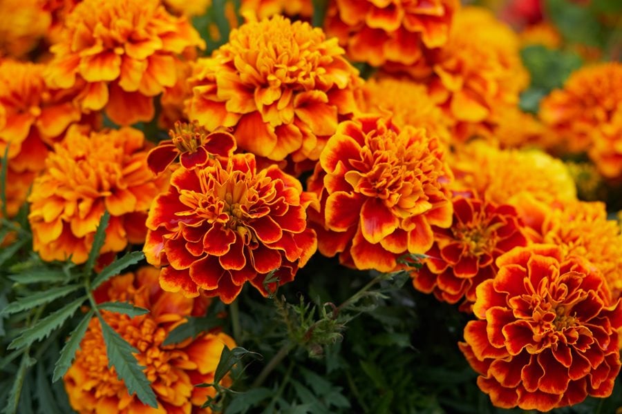 Marigolds: Not just bright and beautiful, but a fragrant fortress against pests.