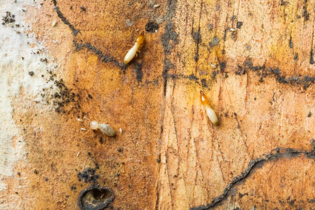 Identify the common termites of Greater Sacramento: Drywood, Formosan, and Pacific Dampwood.