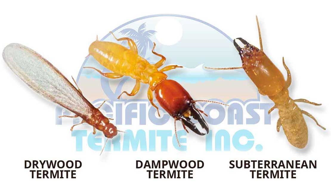 Visual guide to identifying California's termite species, aiding in early detection and management.