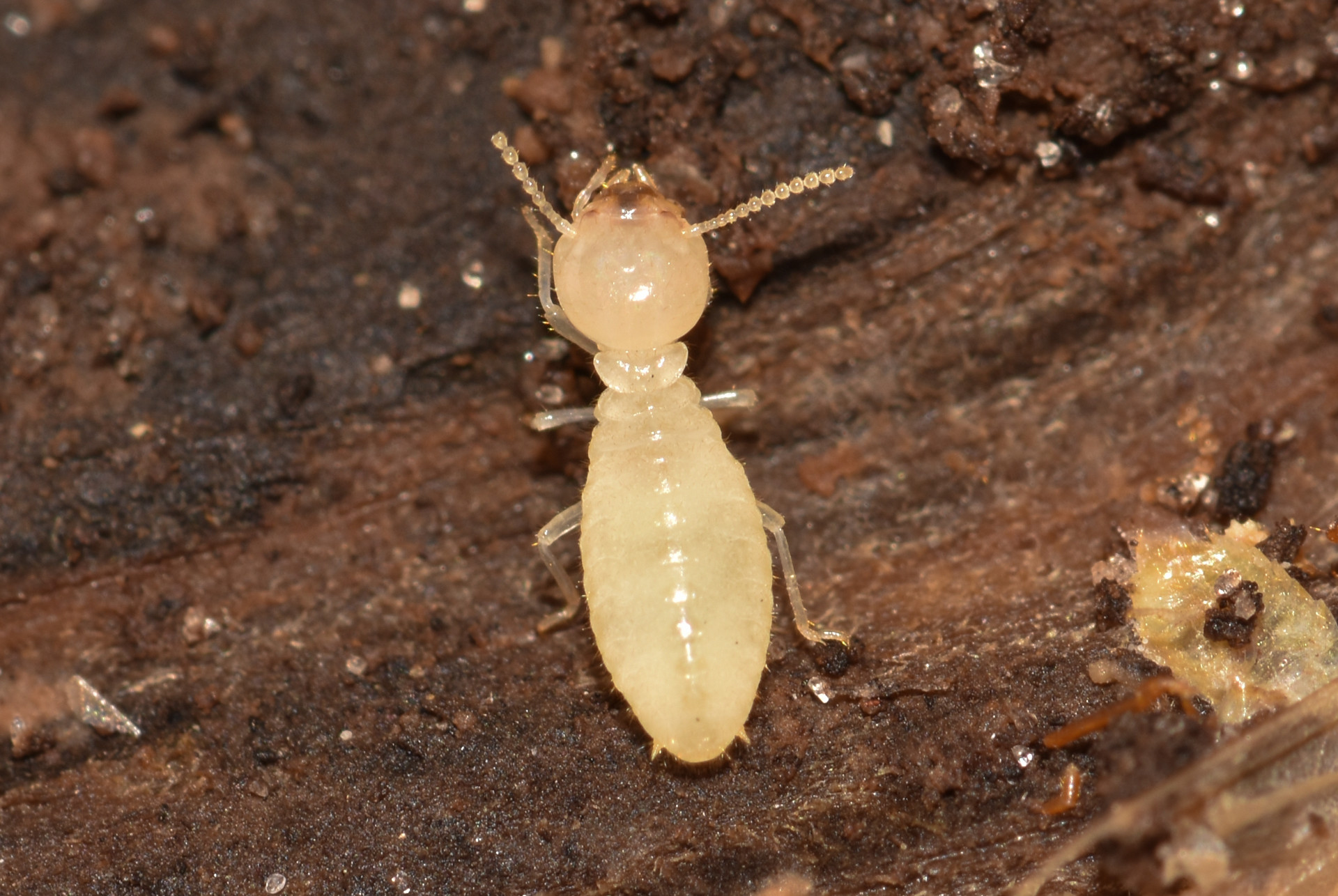 Formosan termite: A destructive force in Sacramento.