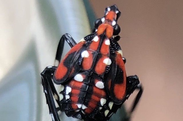 Stay vigilant: Preventive measures can curb the spread of pests like the Spotted Lanternfly.