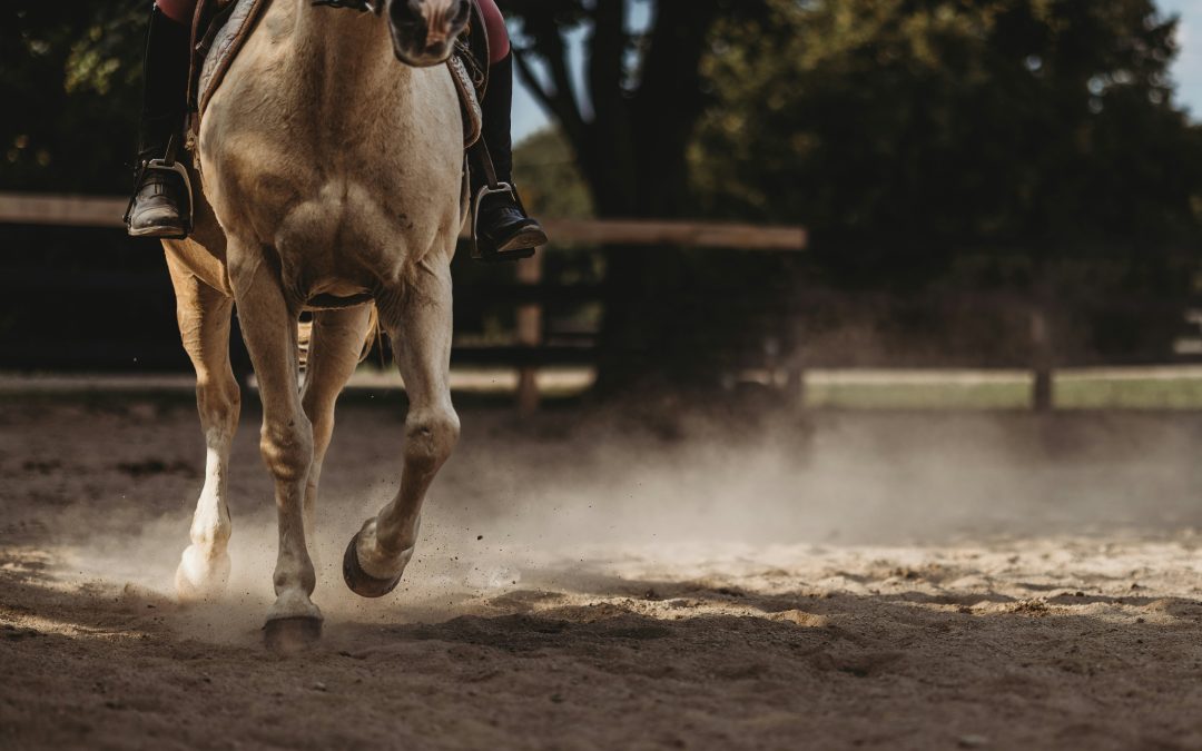 Black Friday Saddles Up at Triple Crown Equestrian Center