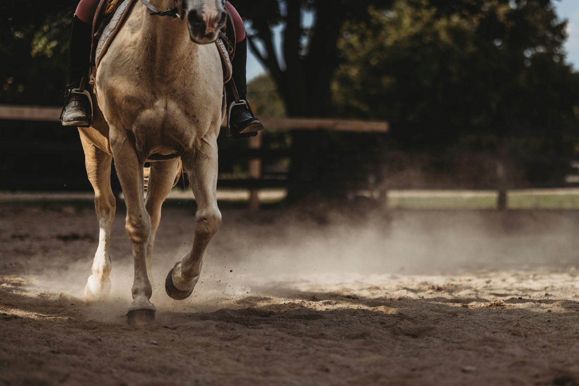 Black Friday Saddles Up at Triple Crown Equestrian Center